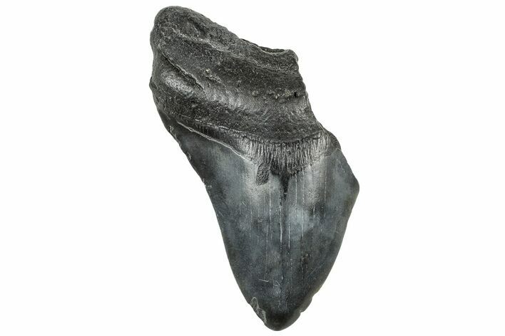 Partial, Fossil Megalodon Tooth - South Carolina #320672